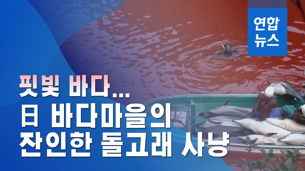 [이슈 컷] 핏빛 바다…일본 바다마을의 잔인한 돌고래 사냥 - 2