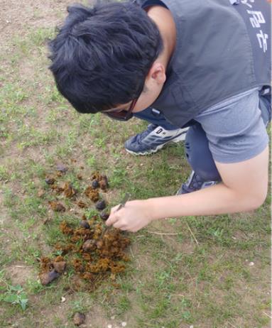 몽골에서 소똥구리 채집하는 모습