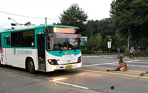 부천서 사슴-시내버스 충돌