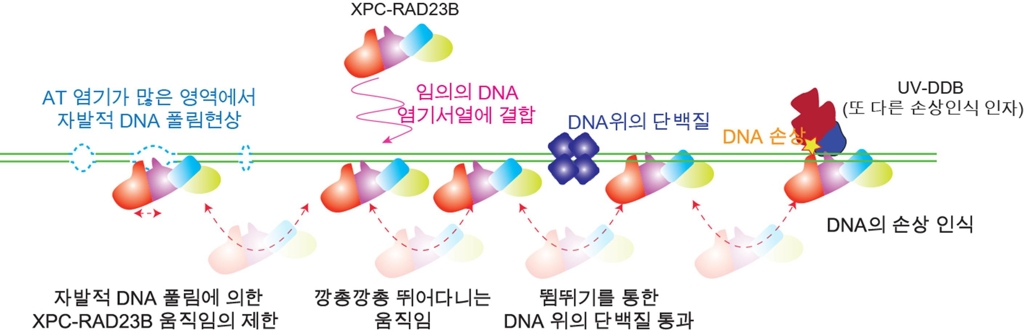 XPC-RAD23B 단백질이 DNA 위에서 손상 부위를 찾는 과정. [울산과학기술원 제공. 재판매 및 DB 금지]