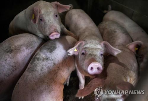 불가리아의 한 돼지농장