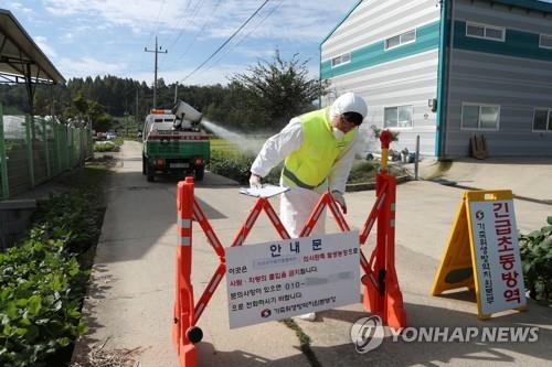 파주에서 국내 첫 아프리카돼지열병 발생