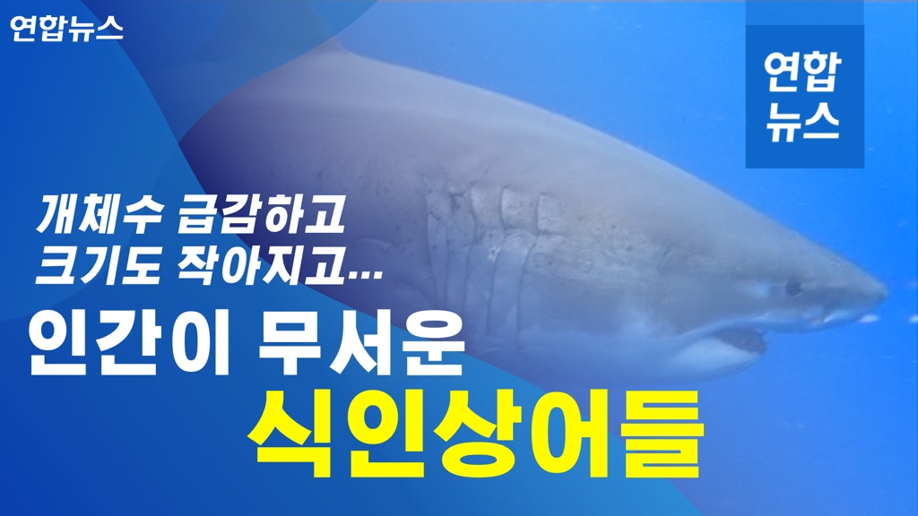 [이슈 컷] 개체 수 급감하고, 크기도 작아지고…인간이 무서운 식인상어들 - 2