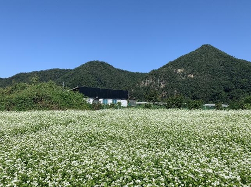 춘천 북한강변 메밀꽃밭
