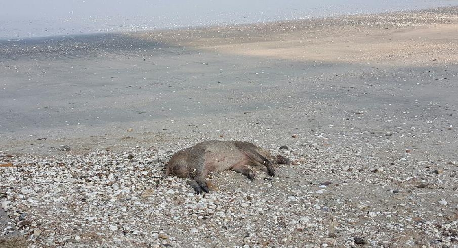  해안가서 발견된 멧돼지 사체