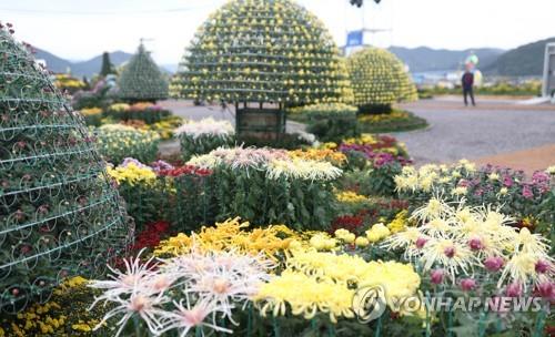 마산국화축제