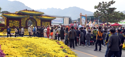 월출산 국화축제