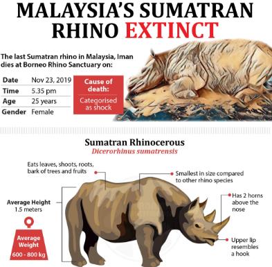 말레이 수마트라 코뿔소 멸종…마지막 한 마리도 폐사