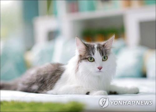 반려묘