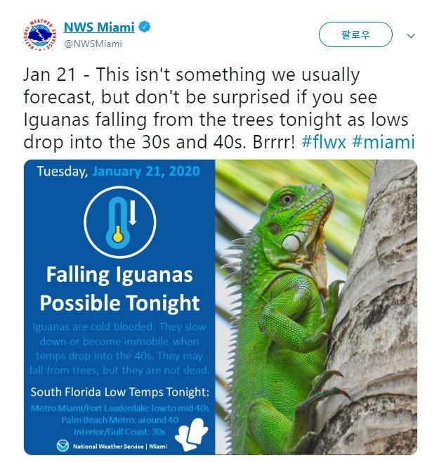 미국 국립기상청(NWS) 플로리다주 마이애미 지부가 트위터로 '이구아나 경고 메시지'를 내보냈다. [NWS 마이애미 지부 트위터 캡처]