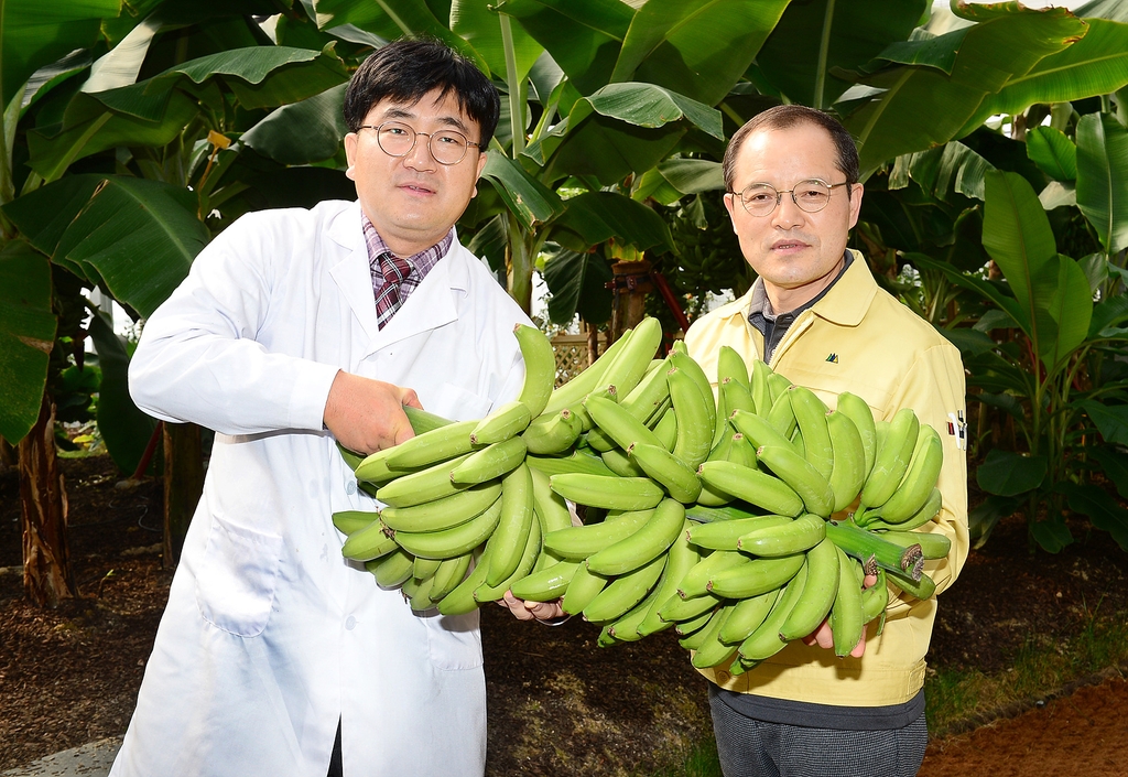 충북 농기원에서 생산된 바나나