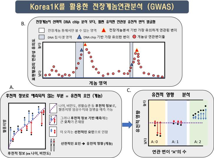 한국인 1천명 게놈 정보를 이용한 전장 게놈 연관분석 [UNIST 제공. 재판매 및 DB 금지]