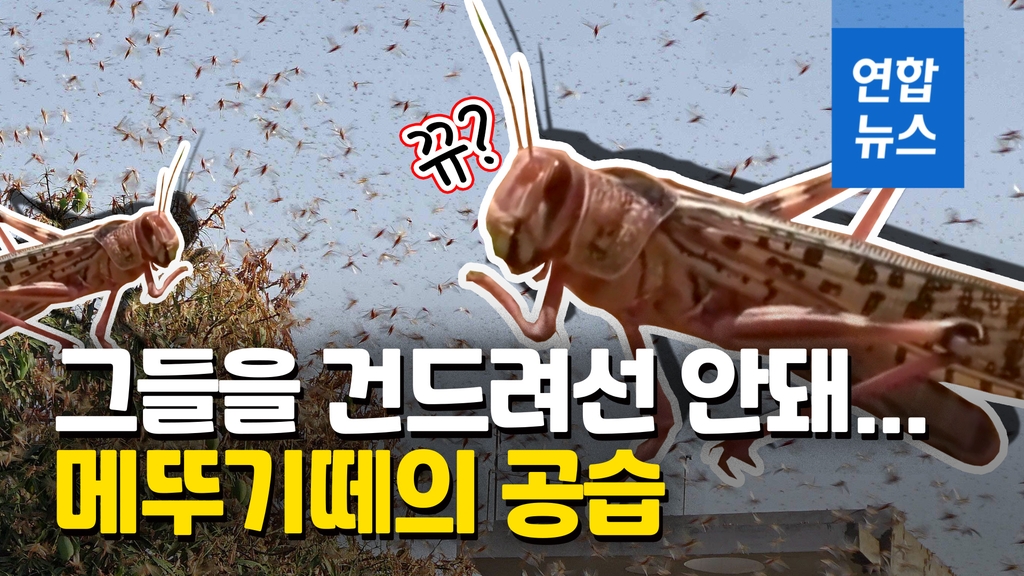 [영상] 인도 북부 수천만 마리 메뚜기떼 공습…보기만해도 '소름' - 2
