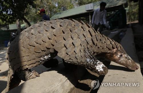 신종 코로나바이러스 중간 숙주로 지목된 천산갑