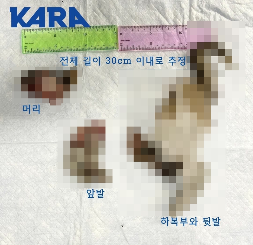 서울 마포구서 훼손된 고양이 사체 잇따라 발견