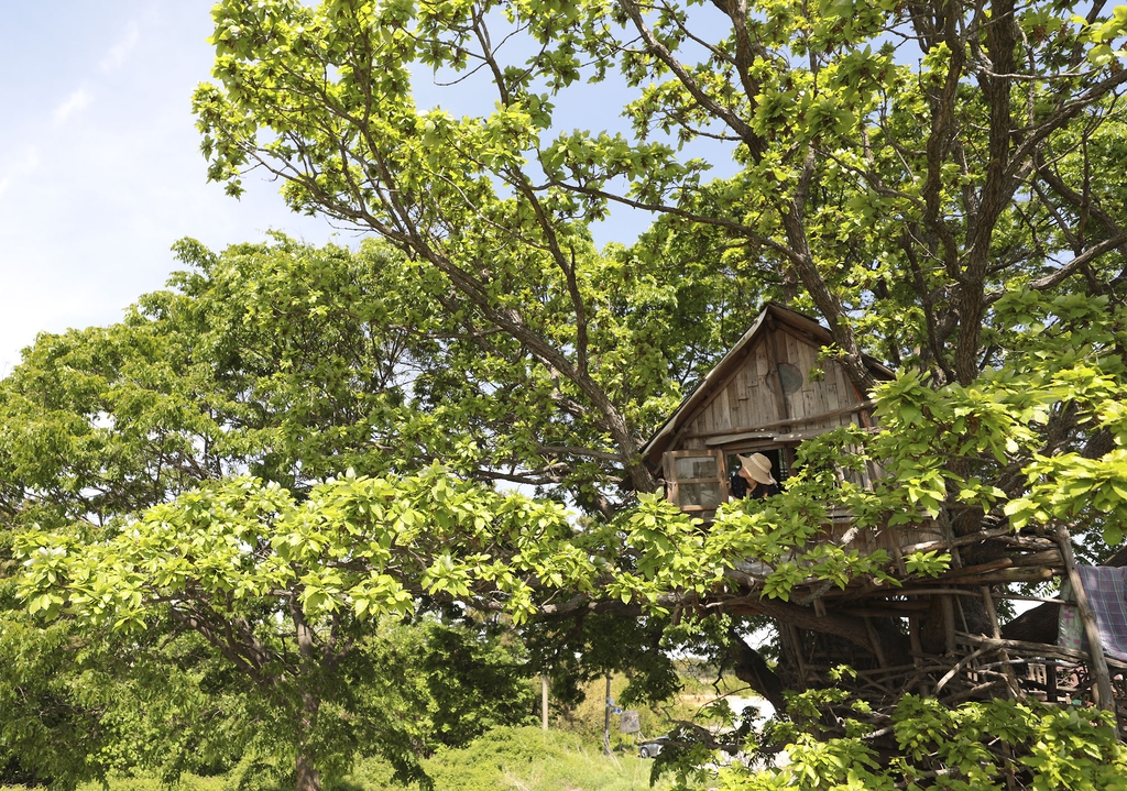 거대한 나무 사이의 김제 트리하우스 [사진/성연재 기자] 