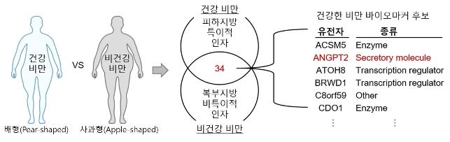 건강한 비만 환자에게서만 분비되는 '안지오포이에틴-2'(ANGPT2)