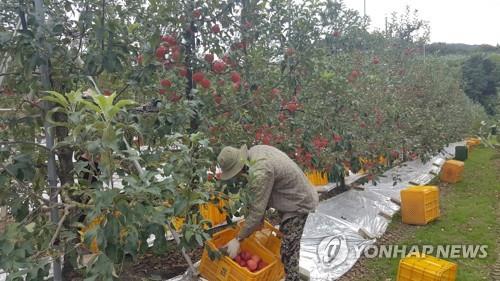 지난해 9월 전북 장수군의 한 과수원에서 사과 수확하는 외국인 근로자