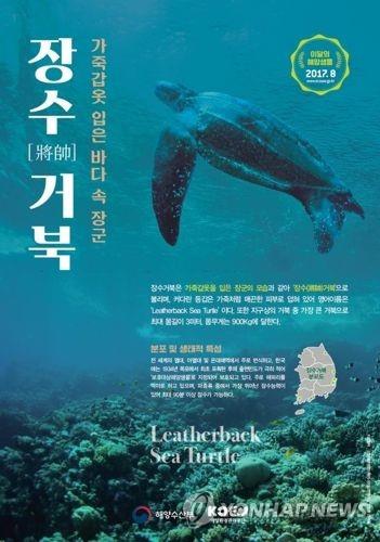 가죽 갑옷 입은 바닷속 장군 '장수거북'