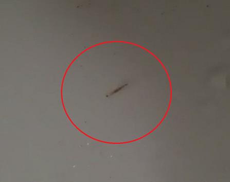 인천 영종도 한 아파트에서 발견된 유충