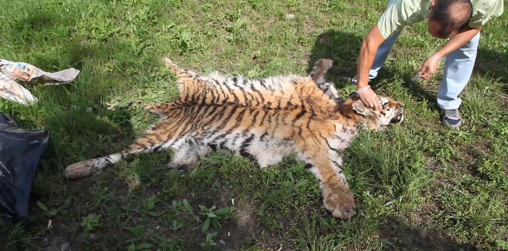 체포 당시 현지 경찰이 압수한 백두산 호랑이 가죽.