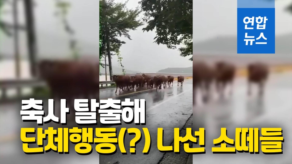 [영상] "소들도 긴급 대피중"…도로를 달려 도착한 곳은? - 2