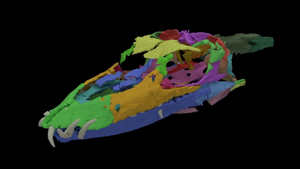3D 디지털 영상으로 복원된 타니스트로페우스 두개골 