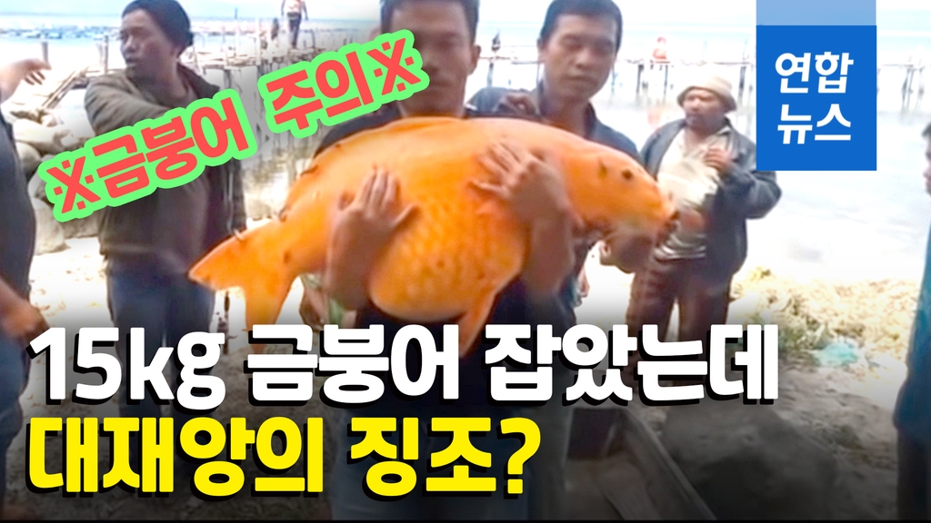 [영상] 호수에서 잡은 금붕어가 15kg…'대재앙 징조' 논란까지 - 2