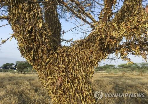 케냐 북부 로드와르 마을의 나무에 달라붙은 메뚜기떼 