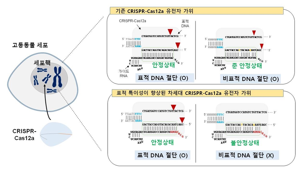 표적 특이성 높인 크리스퍼 카스12a 유전자 가위 모식도