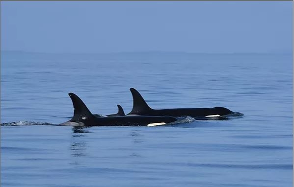 범고래 탈레쿠아와 그의 새끼범고래(J57)가 다른 범고래와 함께 헤엄치고 있다.[미국 고래연구센터 제공. 재판매 및 DB금지.]