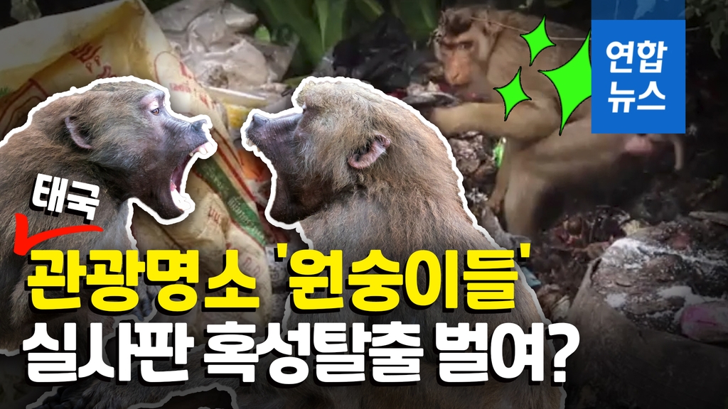[영상] 코로나19로 관광객 끊긴 태국 마을서 원숭이들 먹이 다툼 - 2