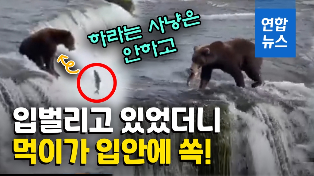 [영상] 게으른 곰이 먹이 잡는 방법?…사냥에 실패한 곰의 잔머리 화제 - 2