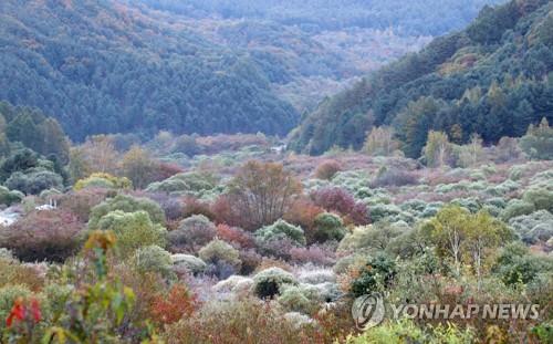 서리 내린 비밀의 정원