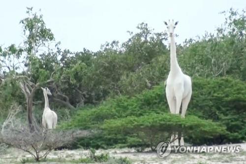 하얀 기린 암컷과 새끼