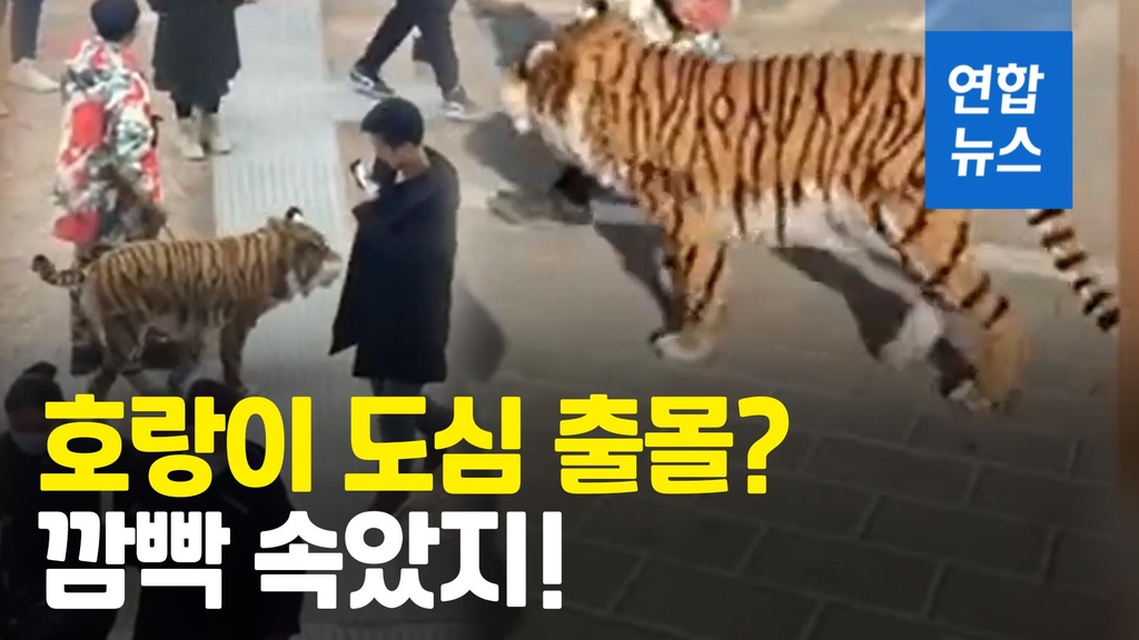 [영상] 중국 거리에 호랑이가 어슬렁? 알고보니… - 2