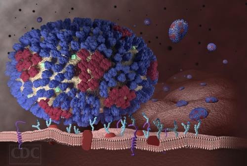 기도 세포의 수용체와 결합한 인플루엔자 바이러스 