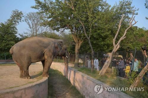 파키스탄 동물원의 '세상에서 가장 외로운 코끼리' 카아반의 모습 (자료사진)