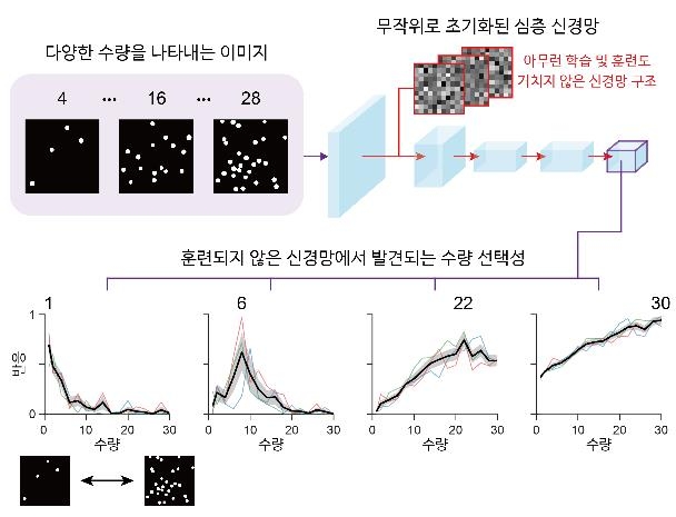 학습하지 않은 신경망에서 나타나는 수량 선택성