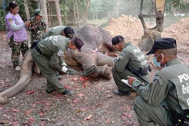 경찰이 금속탐지기로 코끼리 사체를 살펴보고 있다. 