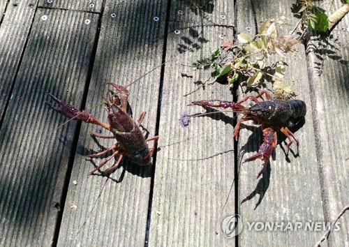 생태계교란생물인 미국가재