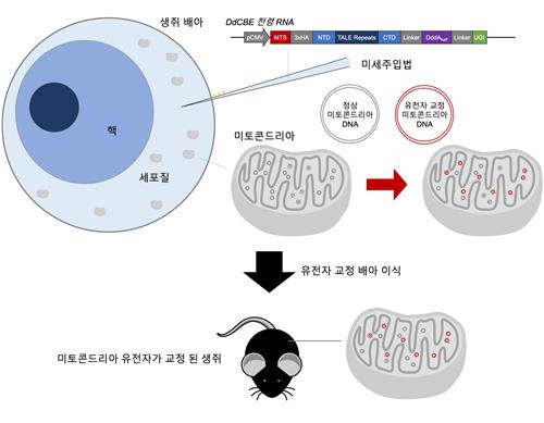 미토콘드리아 DNA 교정 생쥐 제작 모식도
