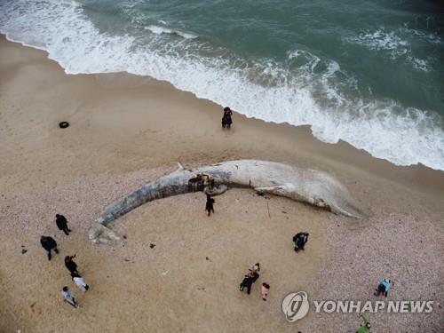 이스라엘 해변에 밀려와 죽은 채 발견된 긴수염고래