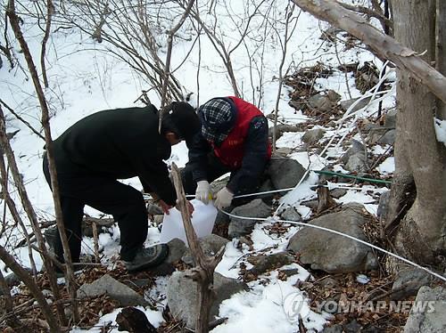 고로쇠 채취