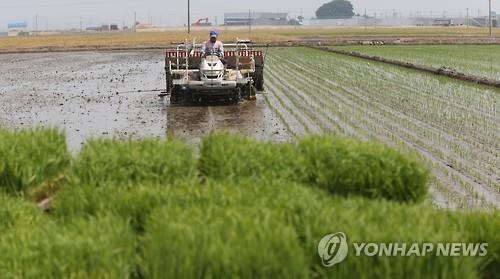 익산시 들녘 모내기