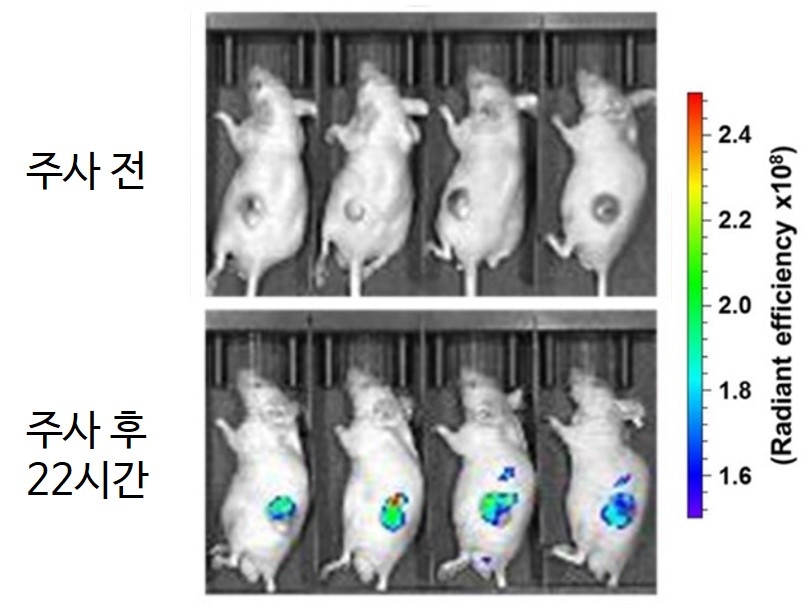 근적외선 형광 프로브의 형광 이미징