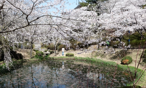 연못 주변에 핀 벚꽃(경주) 2021.3.31