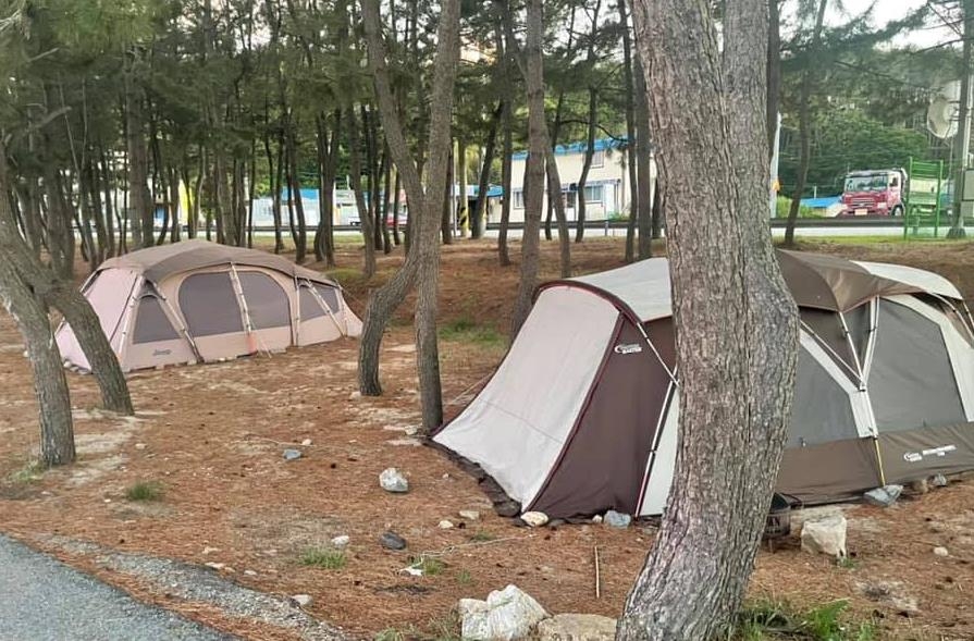 울진군 봉평해수욕장의 솔밭에 알박기된 거실형 텐트 [독자 제공] 