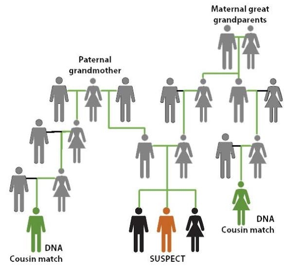 DNA 계보 분석 기법