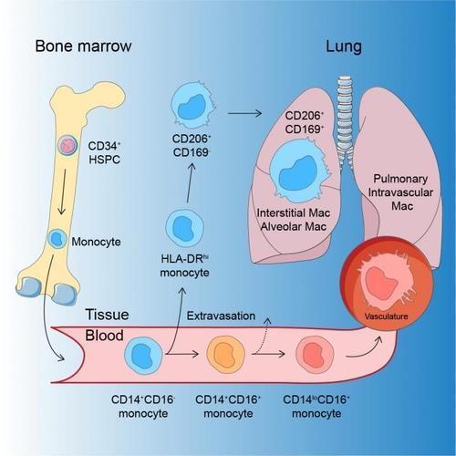 폐의 대식세포 발달 과정